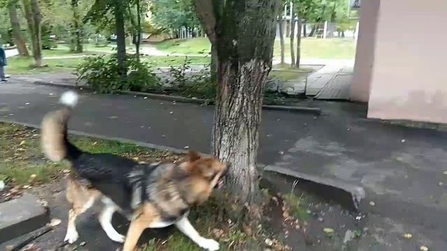 Помесь ЗСЛ и немецкой овчарки. Кучум.. смотреть онлайн
