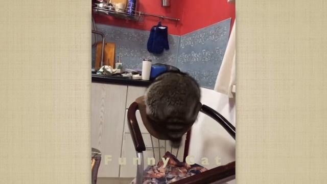 Cмешные ЕНОТЫ #16 / Приколы с ЕНОТАМИ 2021 / Funny Raccoons. смотреть онлайн