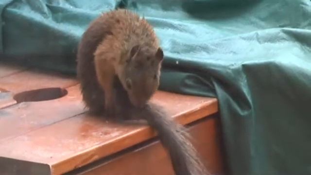 wet squirrel смотреть онлайн