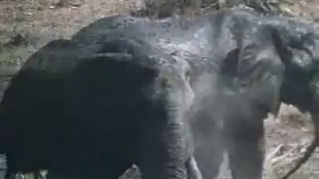 Слон смотреть онлайн