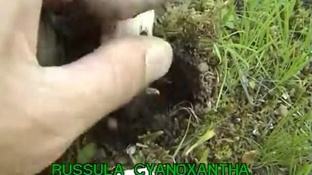 Russula cyanoxantha смотреть онлайн