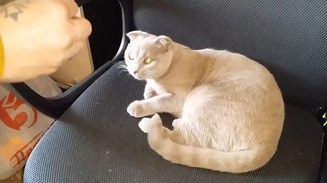 Кошка блюет от расчестки смотреть онлайн