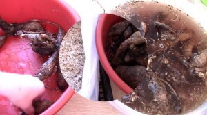 подготовка клубней  ГЕОРГИН к посадке