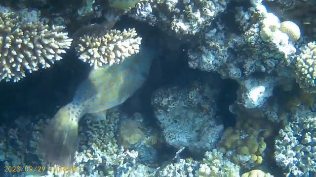 Бухта Shark Bay смотреть онлайн