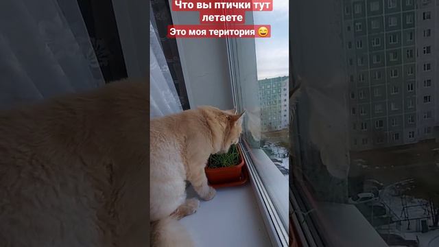 Это моя территория. смотреть онлайн