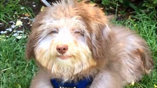 Собака с человеческим лицом, глазами и улыбкой шокировала весь Интернет, только посмотрите смотреть онлайн