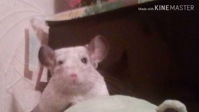 Топ 5 фото сонной шиншиллы смотреть онлайн