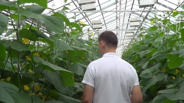 Как правильно выселять хищных клещей Phytoseiulus persimilis? смотреть онлайн