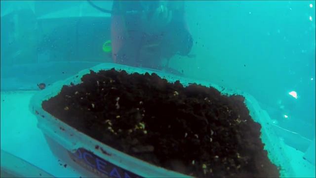 Orto di Nemo - pecha kucha presentation смотреть онлайн