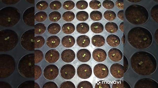 Гацания две недели после посева смотреть онлайн