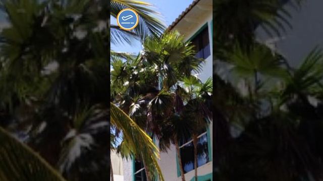 В Венесуэлу за 70к!
Paradise Surf 3*
о. Маргарита #shorts смотреть онлайн