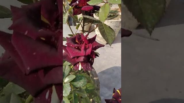 20+Beautiful Abracadabra | Beautiful Abracadabra Rose. गुलाब को नहीं लगाया तो क्या लगाया? смотреть онлайн