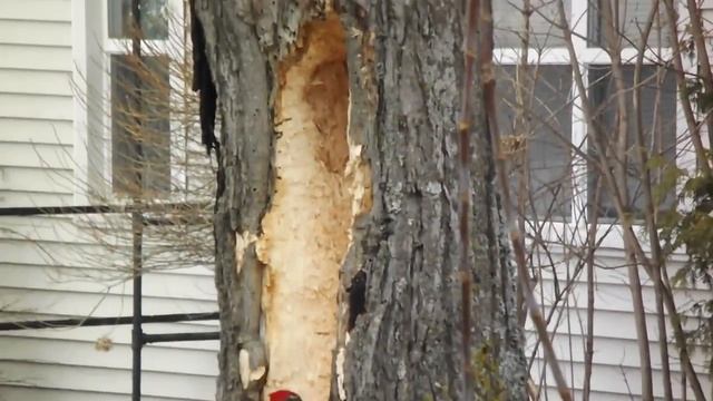 Дятел увлекся :) смотреть онлайн