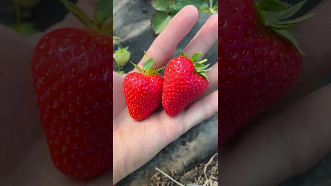 Клубника начинает заканчиваться смотреть онлайн