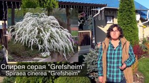 Самый неприхотливый кустарник - спирея