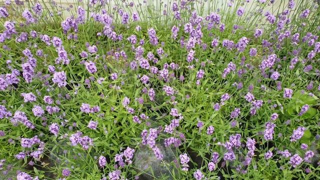 Lavandula Angustifolia Blue Scent