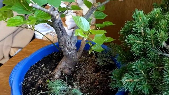 Размер листа липы весной | Ямадори, второй сезон в горшках смотреть онлайн