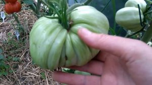 Обзор коллекционных сортов томатов.(часть 2)