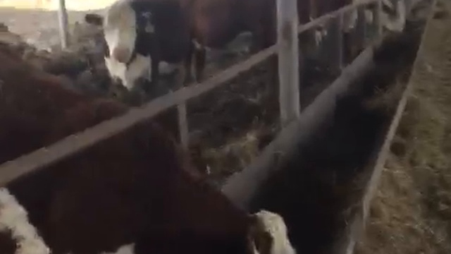 Продажа Герефордов по всей России и СНГ смотреть онлайн