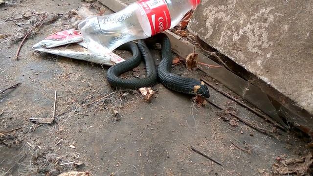 Змея и лягушка смотреть онлайн