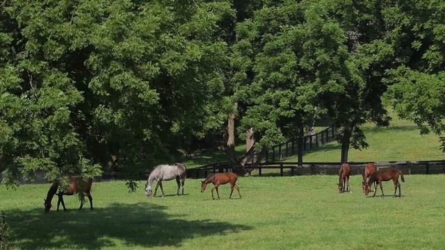 Welcome to Bedford, NY смотреть онлайн