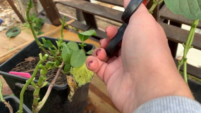 ПОДГОТОВКА КРУПНОЛИСТНОЙ ГОРТЕНЗИИ К ЗИМОВКЕ, обрезка гортензии, гортензии обрезка осенью смотреть онлайн