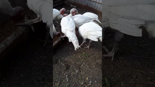 опыт и ошибки при выращивании индюков тяжелый кросс Биг 6 смотреть онлайн