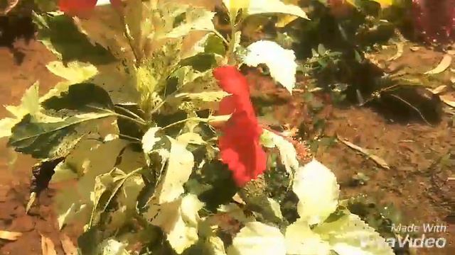 Beautiful variegated hibiscus plant's#variegatedhibiscus смотреть онлайн