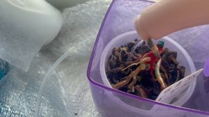 # 122 О ужас! Как спасти замерзшую орхидею (Часть 6) #УходЗаОрхидеями  #ЛечениеОрхидеи