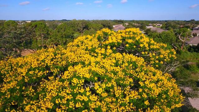 Yellow Poinciana смотреть онлайн