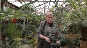 Фикус Триангулярис-уход в домашних условиях.