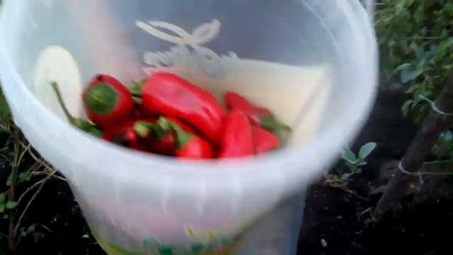 COME RACCOGLIERE I PEPERONI CORNETTI (Corno Di Toro)