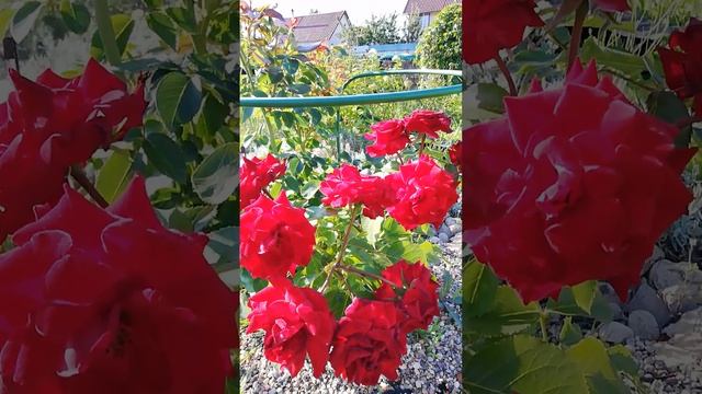 Наша дачная роза смотреть онлайн