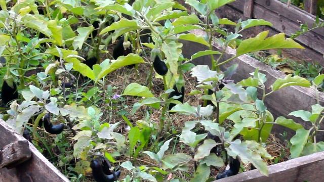 Идеи для праздничного маникюра