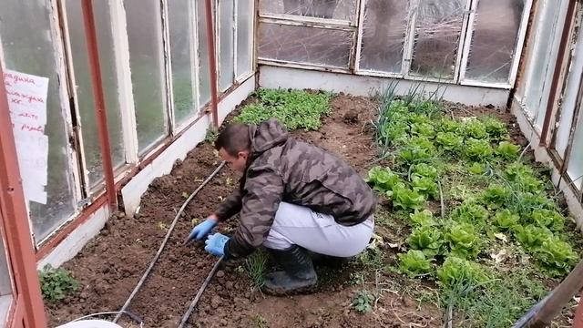 Как се засажда зелена салата,лук и чесън смотреть онлайн