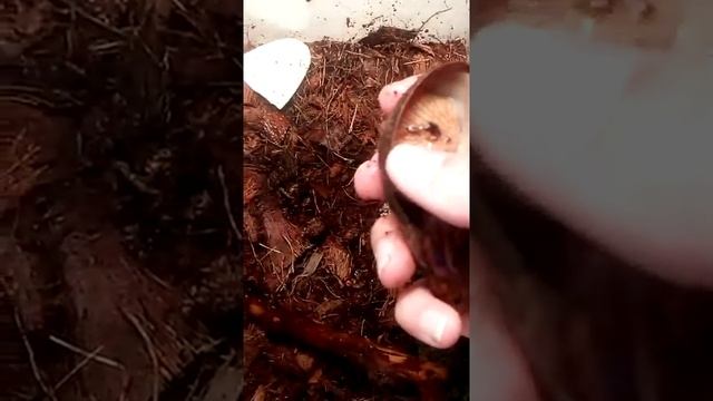 Отбраковка яиц! Переселение смотреть онлайн
