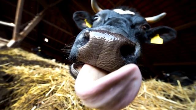 Почему мы боимся щекоток? психология человека! смотреть онлайн