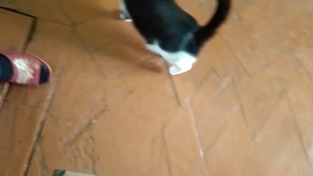 В первый раз в этом году кошка приехала на дачу. Вот её реакция. смотреть онлайн