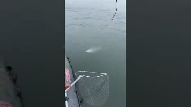 кижуч камчатка смотреть онлайн