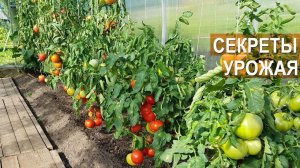 Секреты больших урожаев в дачной теплице. Советы А.А. Цветкова