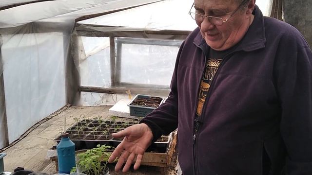 Пікіруємо ранні томати! Коли, куди і як? смотреть онлайн