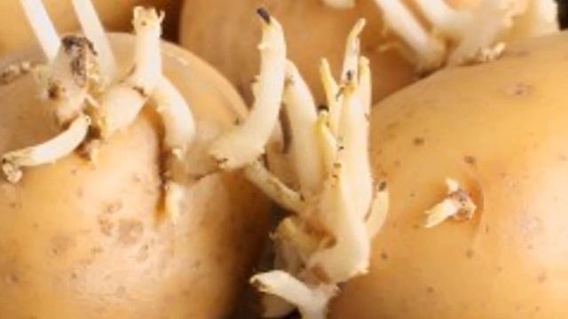 ПОДГОТОВКА КЛУБНЕЙ КАРТОФЕЛЯ К ПОСАДКЕ || #картофель #выращивание смотреть онлайн