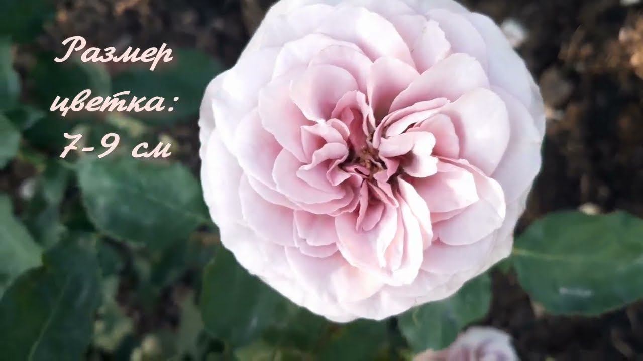 Монмартр (Montmartre) смотреть онлайн