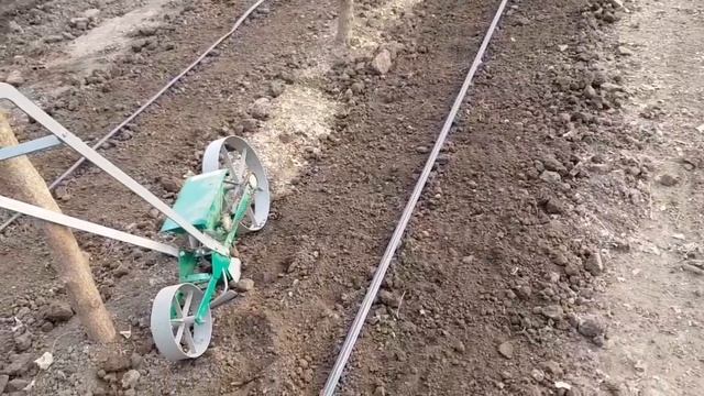 Как и когда сеем УКРОП. СРОКИ. Зелень на продажу смотреть онлайн