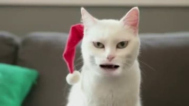 Поющий кот смотреть онлайн