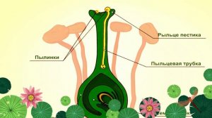 Двойное оплодотворение. Биология 5-6 класс. Биология простыми словами.