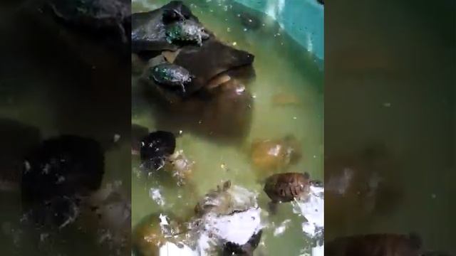 Черепахи плавают в фонтане смотреть онлайн