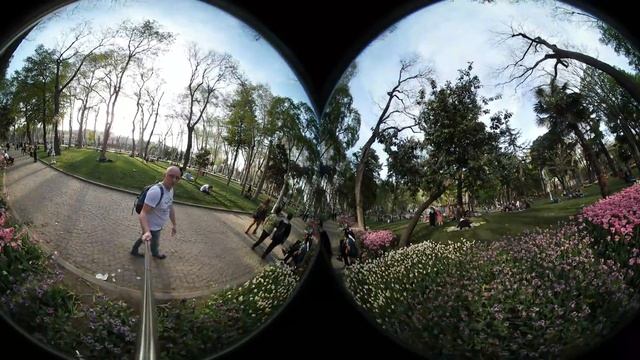 2017-04-29 Тюльпаны в Парке Гюльхане. Стамбул. смотреть онлайн