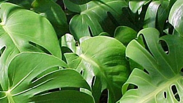 Можно ли держать Монстеру в доме? Приметы и суеверия о причудливой Монстере. смотреть онлайн