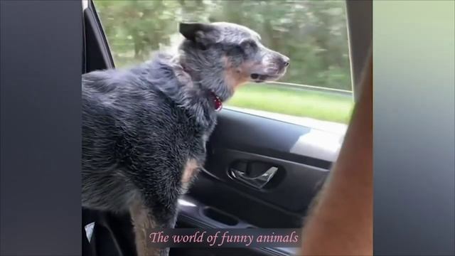 ПРИКОЛЫ С ЖИВОТНЫМИ ДО СЛЕЗ Смешные КОТЫ ИЮЛЬ 2022 Приколы с КОТАМИ Funny ANIMALS video.mp4 смотреть онлайн